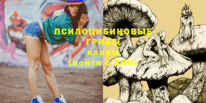 сколько стоит  Мамоново  Псилоцибиновые грибы Psilocybe 